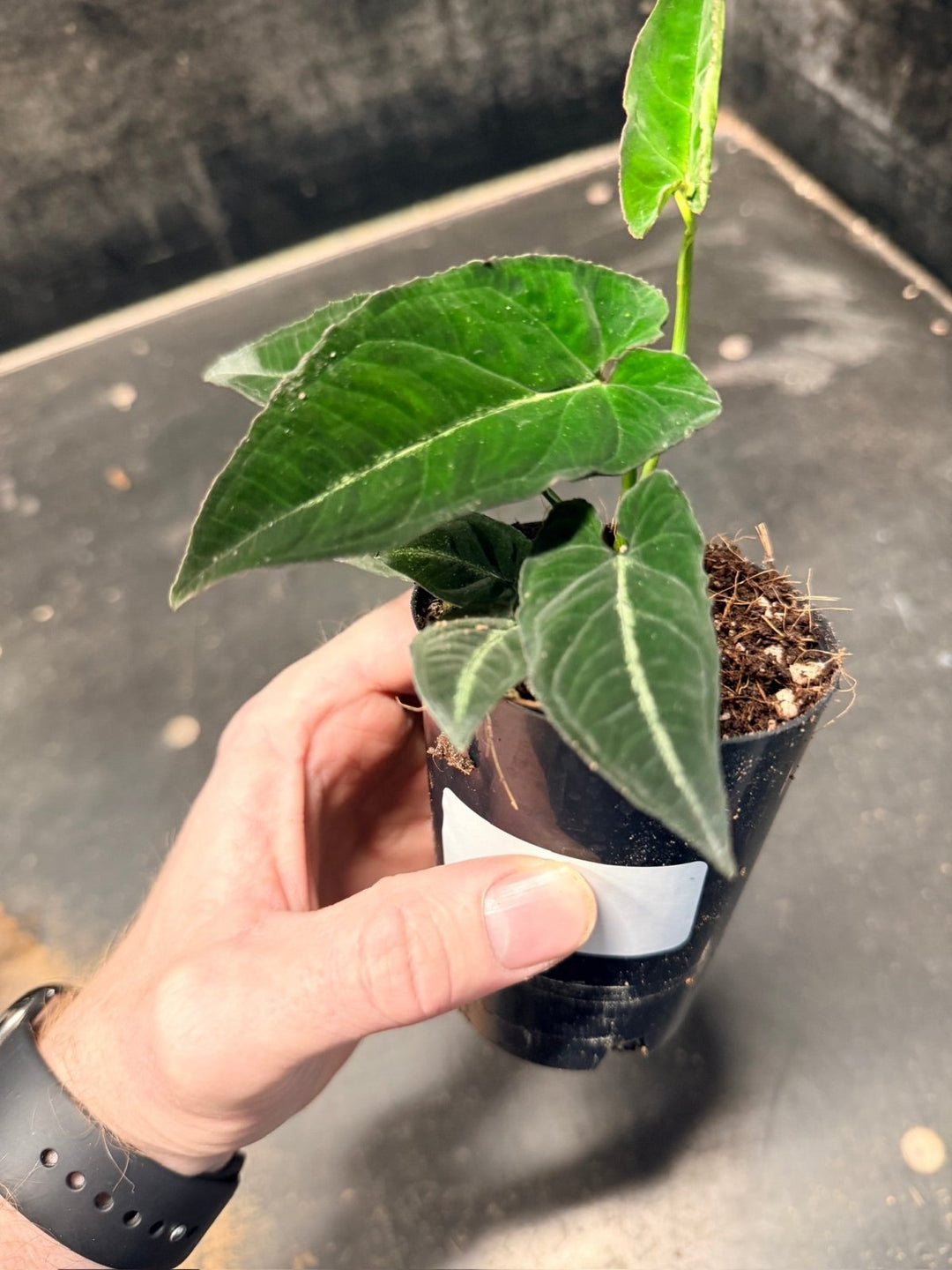 Handpicked 51 - Syngonium Rayi | Uprooted