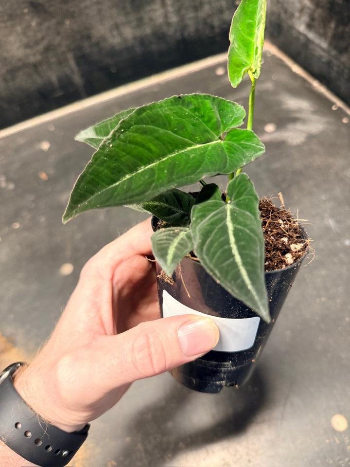Handpicked 51 - Syngonium Rayi | Uprooted