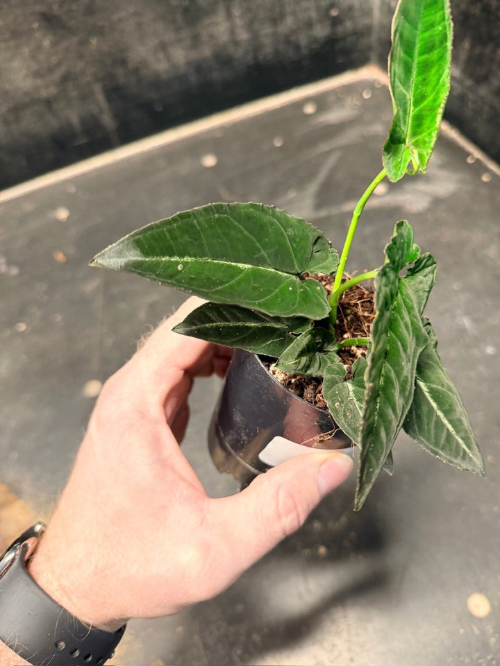 Handpicked 51 - Syngonium Rayi | Uprooted