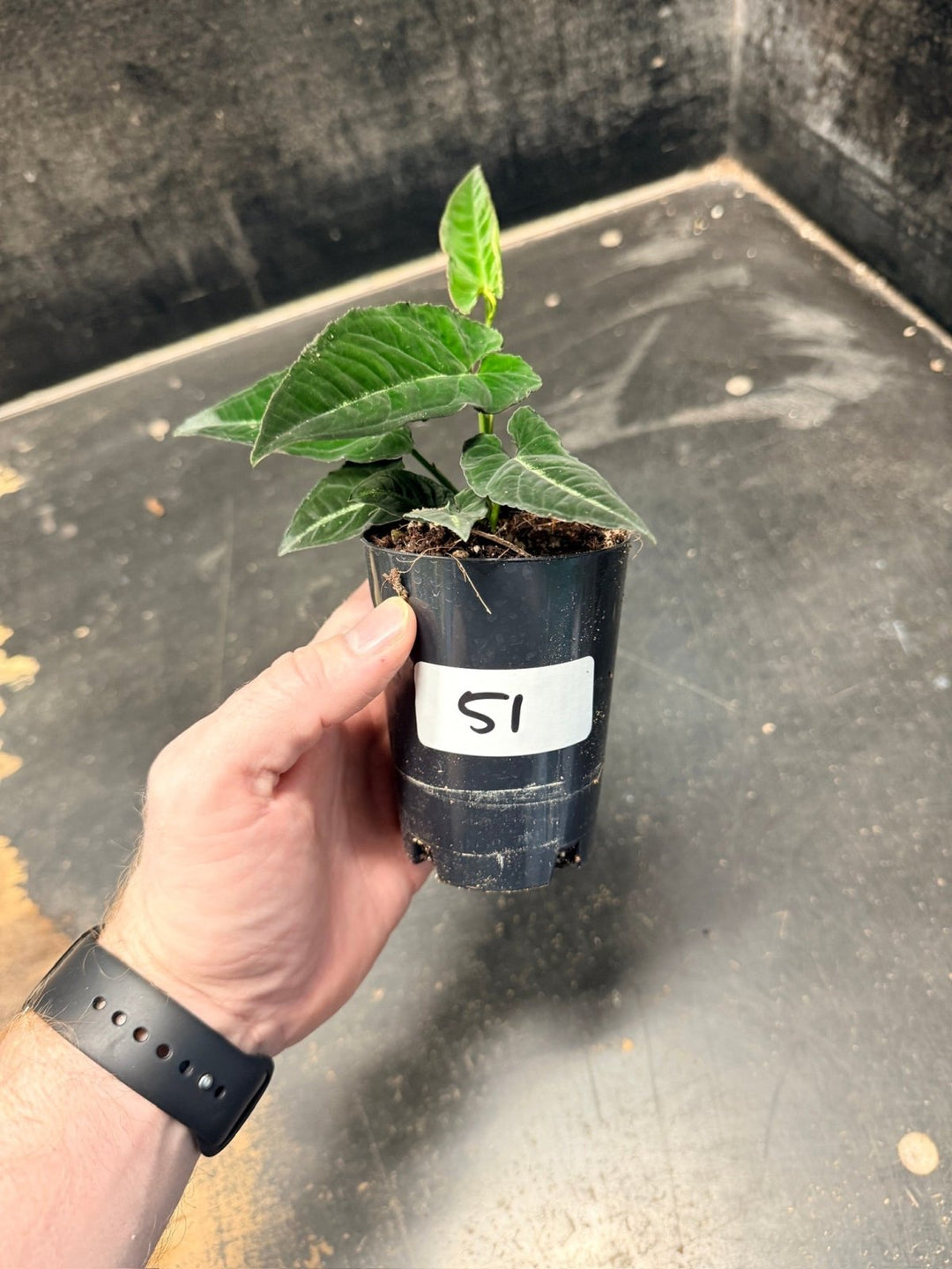 Handpicked 51 - Syngonium Rayi | Uprooted