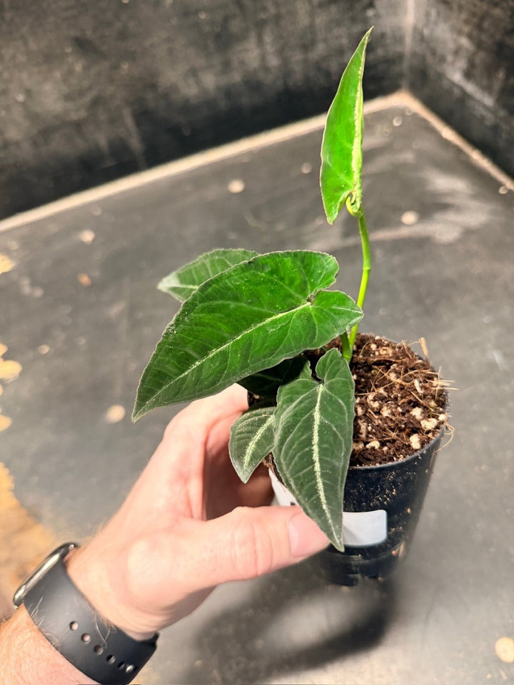 Handpicked 51 - Syngonium Rayi | Uprooted