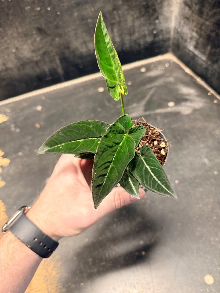 Handpicked 51 - Syngonium Rayi | Uprooted