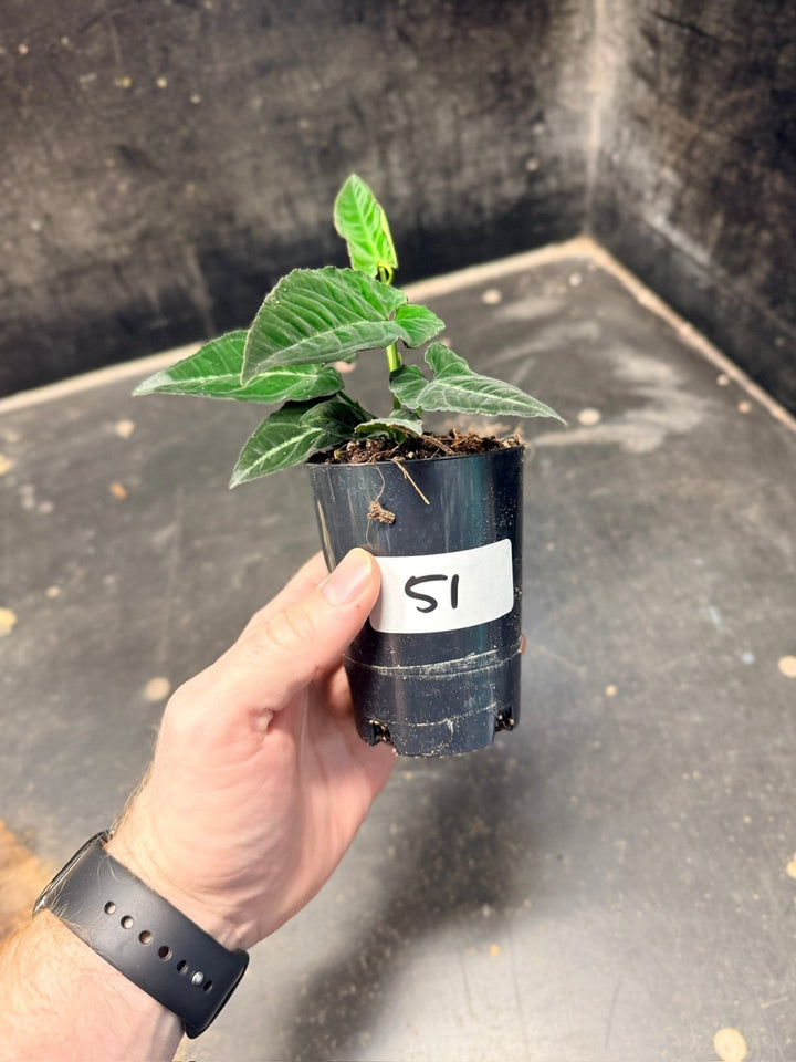 Handpicked 51 - Syngonium Rayi | Uprooted
