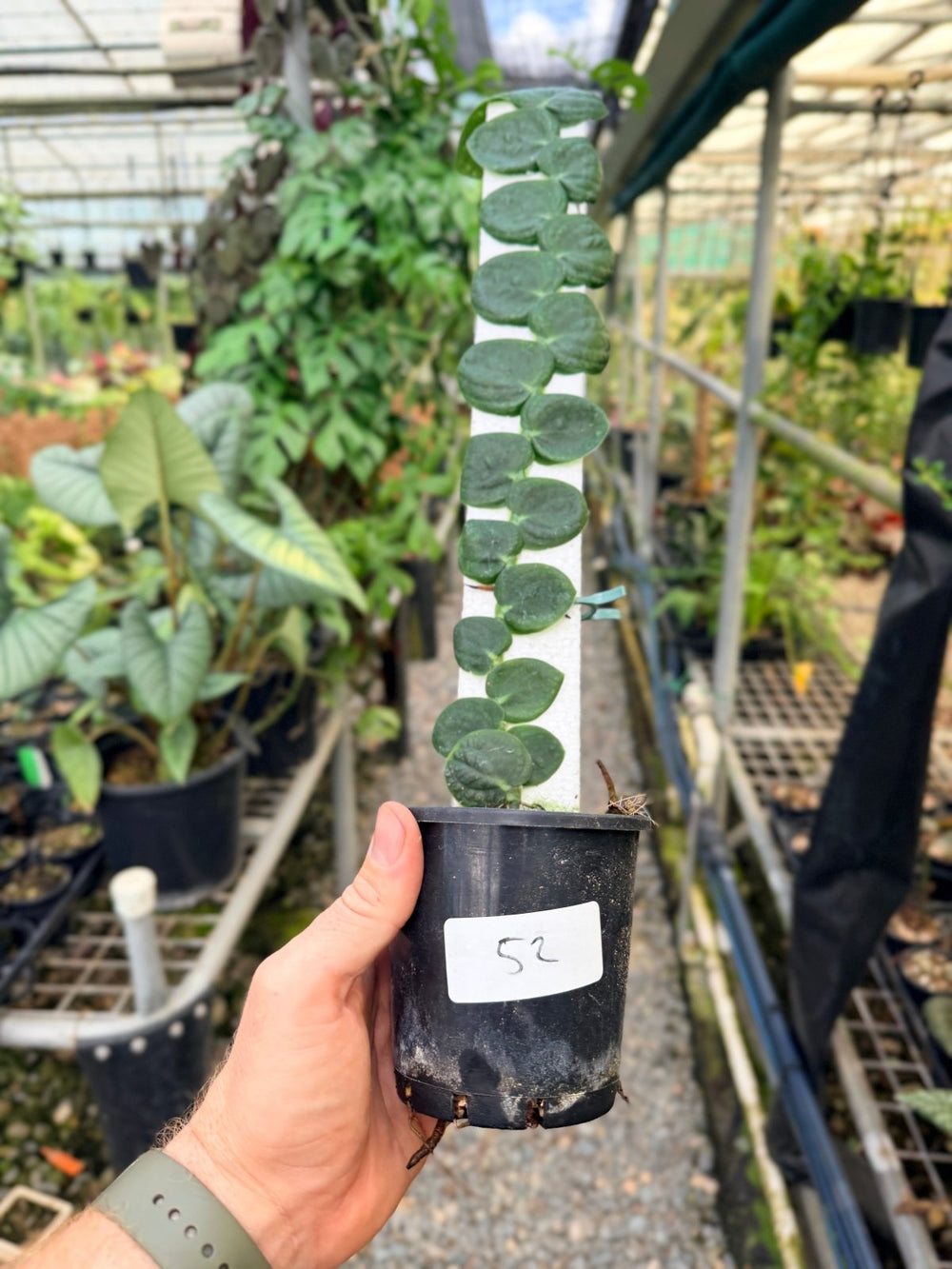 Handpicked 52 - Rhaphidophora Korthalsii Totem | Uprooted