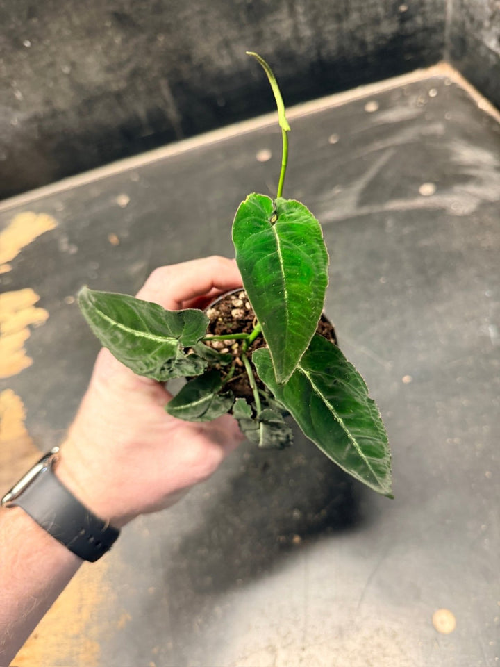 Handpicked 52 - Syngonium Rayi | Uprooted