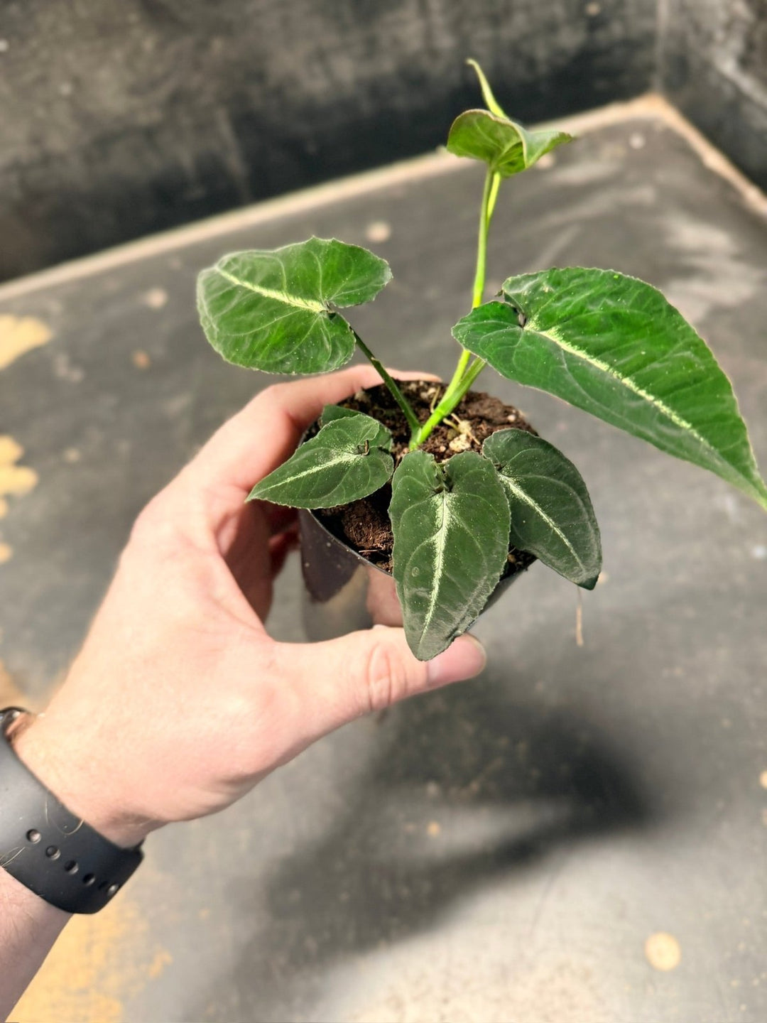 Handpicked 52 - Syngonium Rayi | Uprooted
