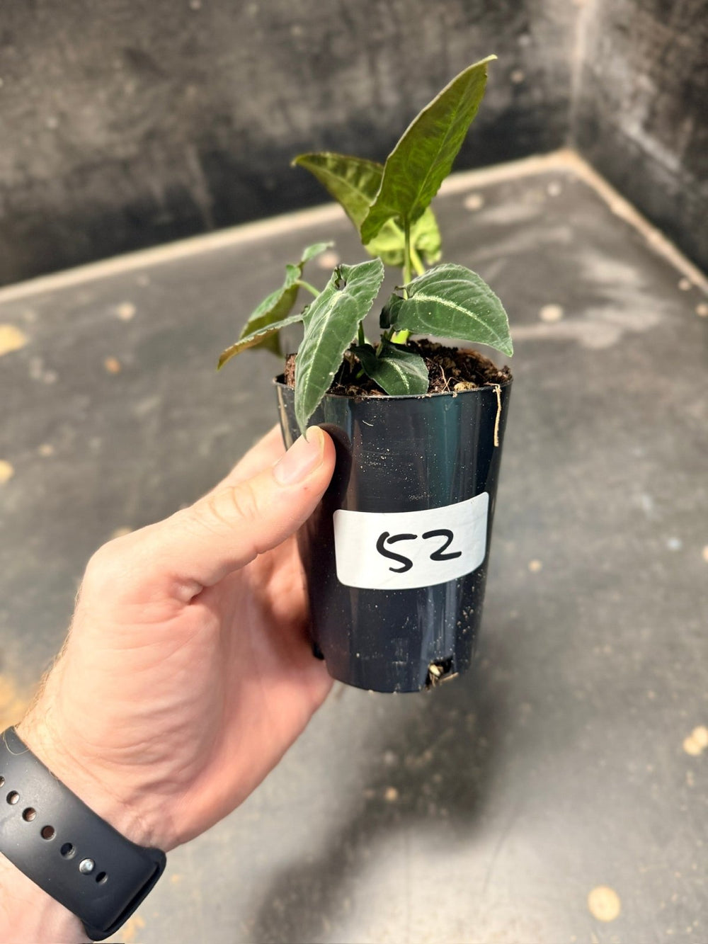 Handpicked 52 - Syngonium Rayi | Uprooted