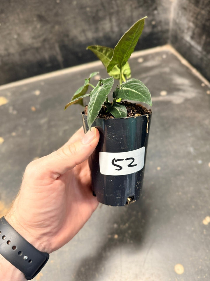 Handpicked 52 - Syngonium Rayi | Uprooted