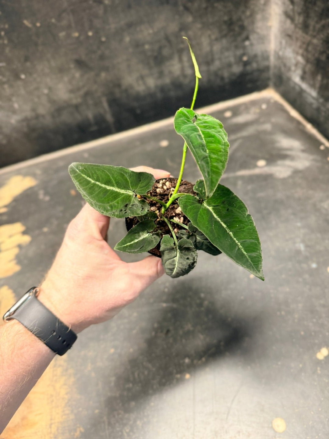 Handpicked 52 - Syngonium Rayi | Uprooted