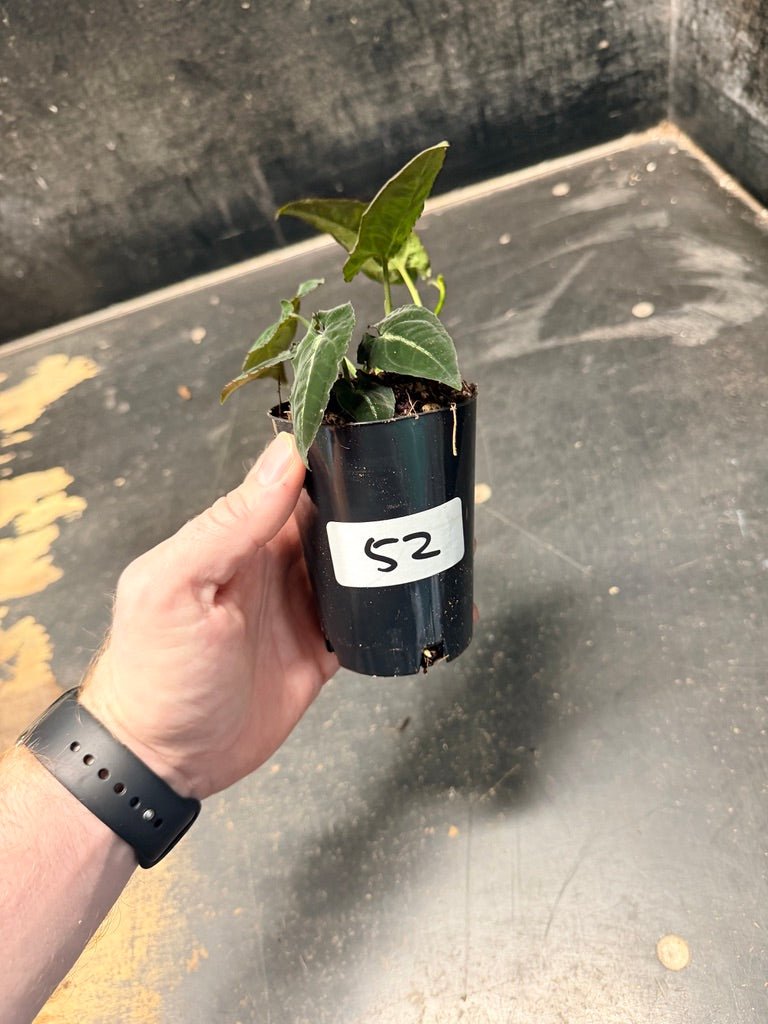 Handpicked 52 - Syngonium Rayi | Uprooted