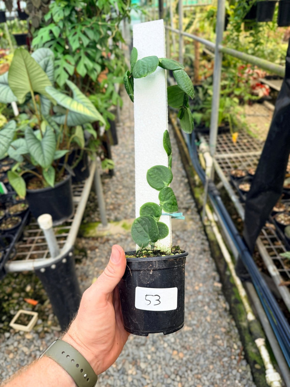 Handpicked 53 - Rhaphidophora Korthalsii Totem | Uprooted