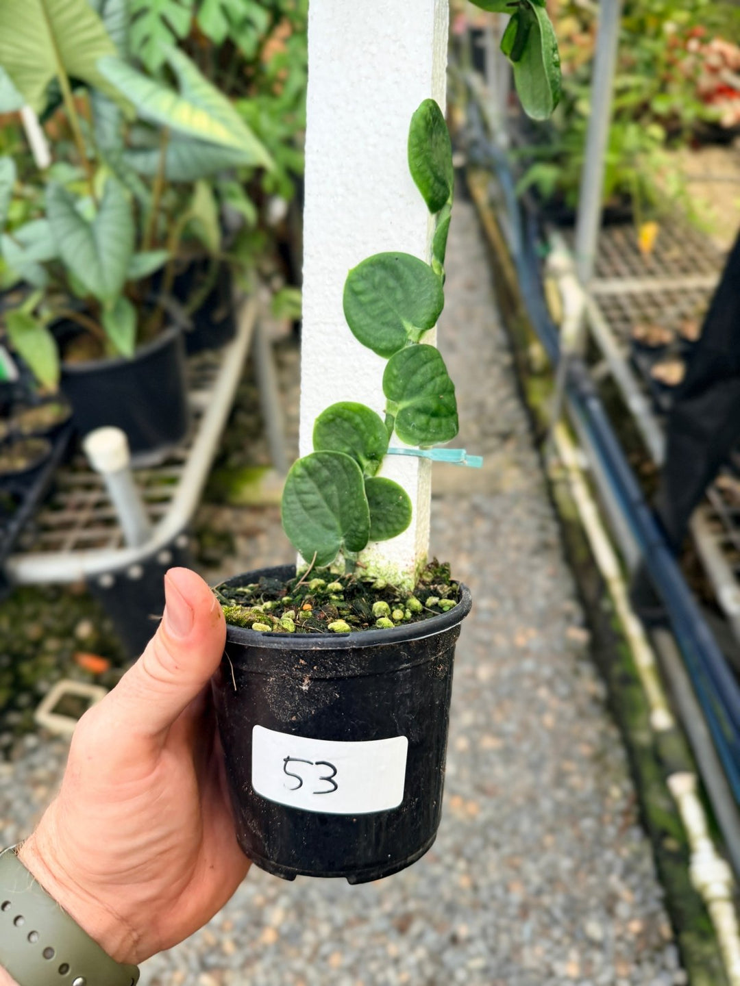 Handpicked 53 - Rhaphidophora Korthalsii Totem | Uprooted