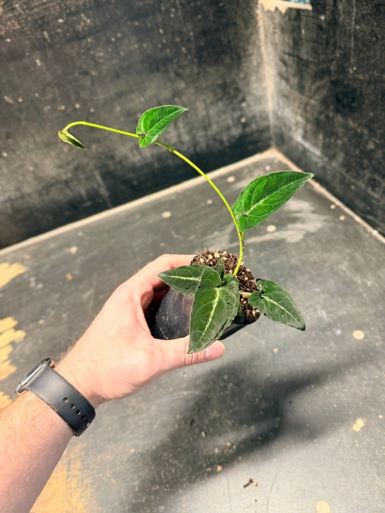 Handpicked 54 - Syngonium Rayi | Uprooted