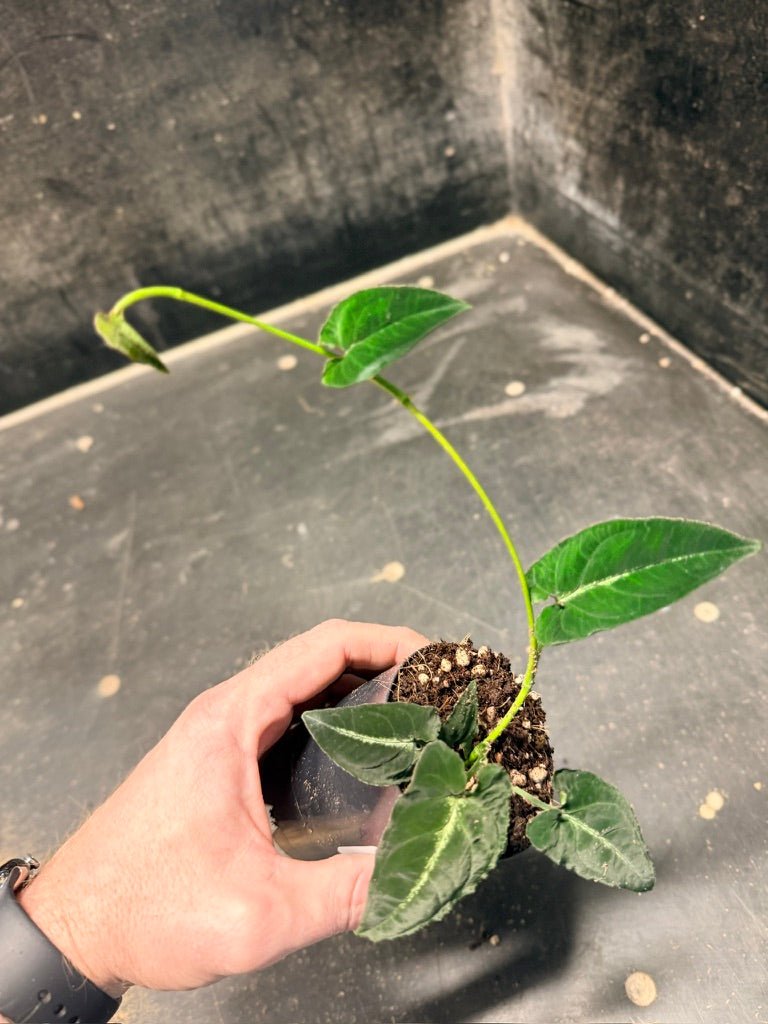 Handpicked 54 - Syngonium Rayi | Uprooted