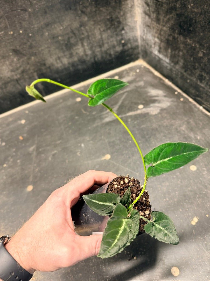 Handpicked 54 - Syngonium Rayi | Uprooted
