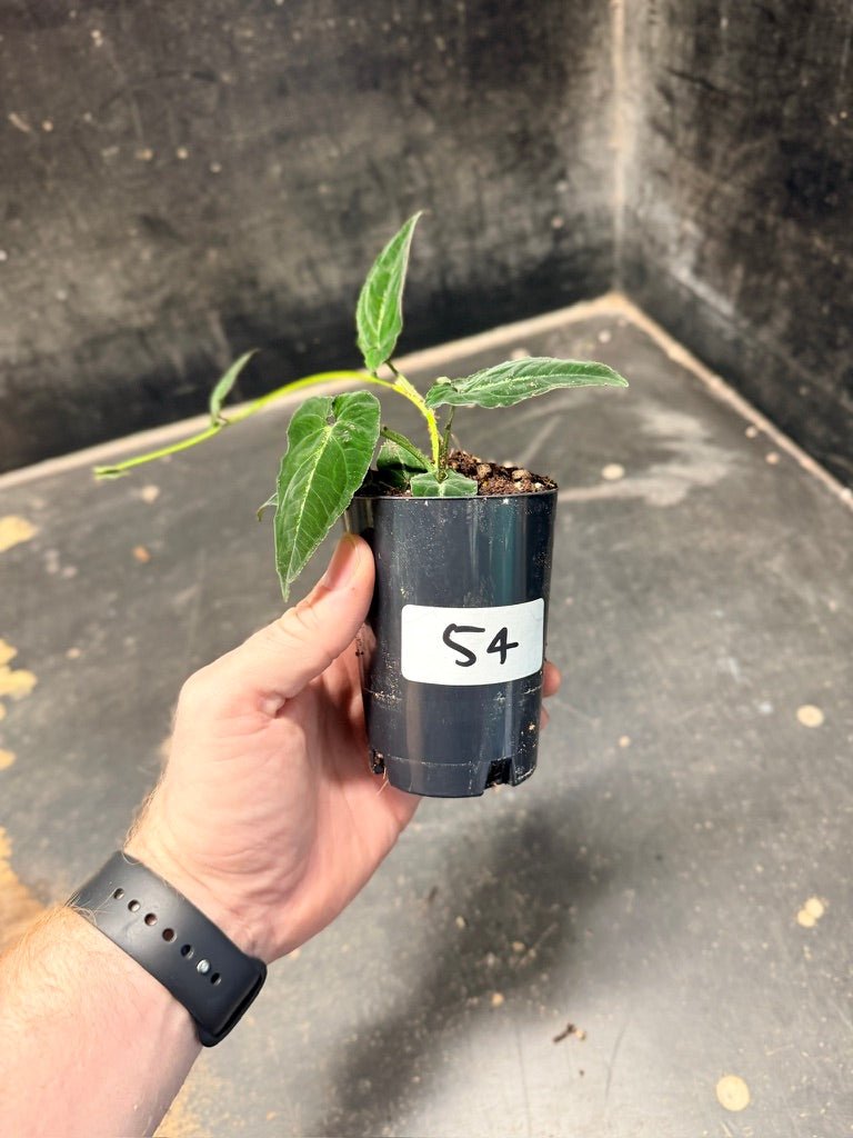 Handpicked 54 - Syngonium Rayi | Uprooted