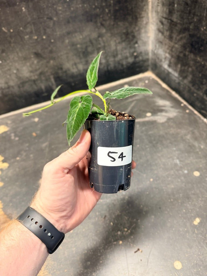 Handpicked 54 - Syngonium Rayi | Uprooted