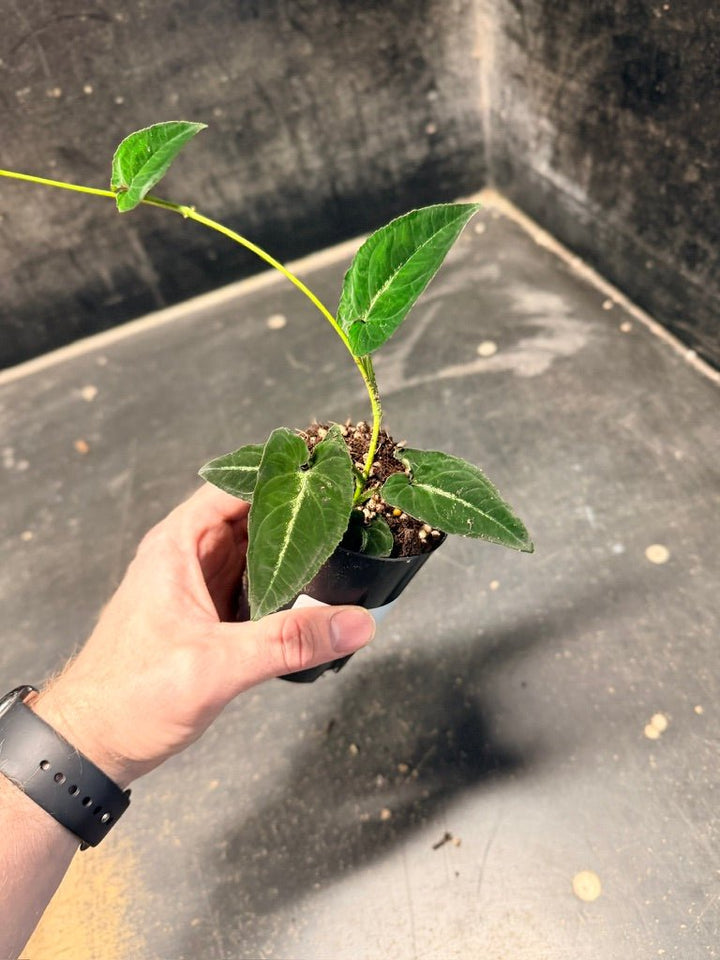 Handpicked 54 - Syngonium Rayi | Uprooted