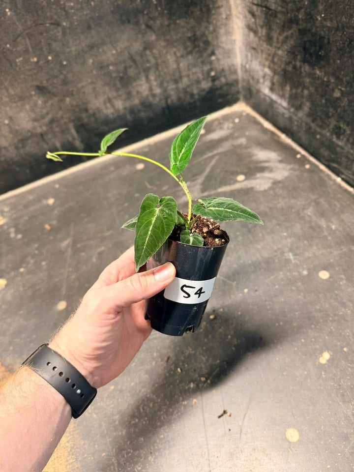 Handpicked 54 - Syngonium Rayi | Uprooted