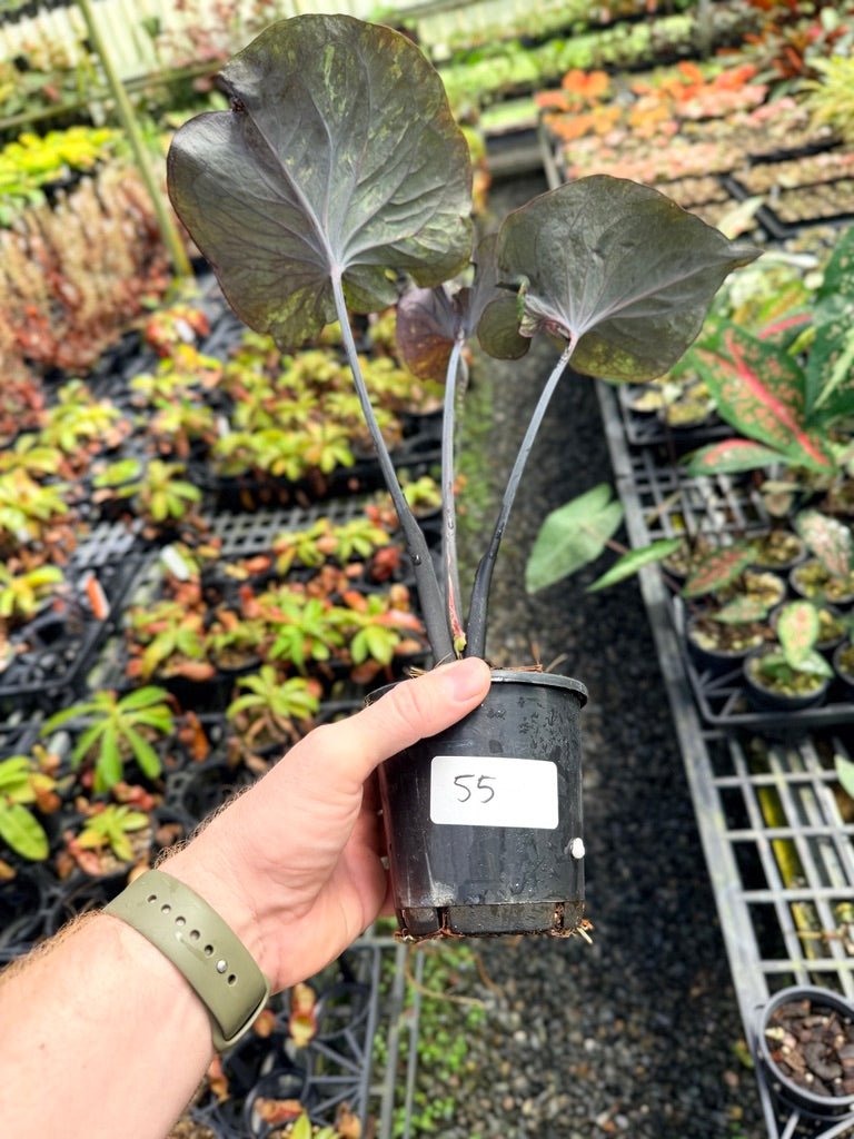 Handpicked 55 - Caladium Bicolor NOID | Uprooted