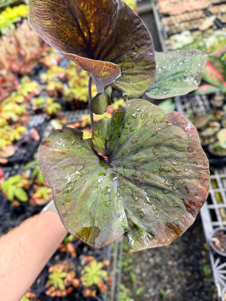 Handpicked 55 - Caladium Bicolor NOID | Uprooted