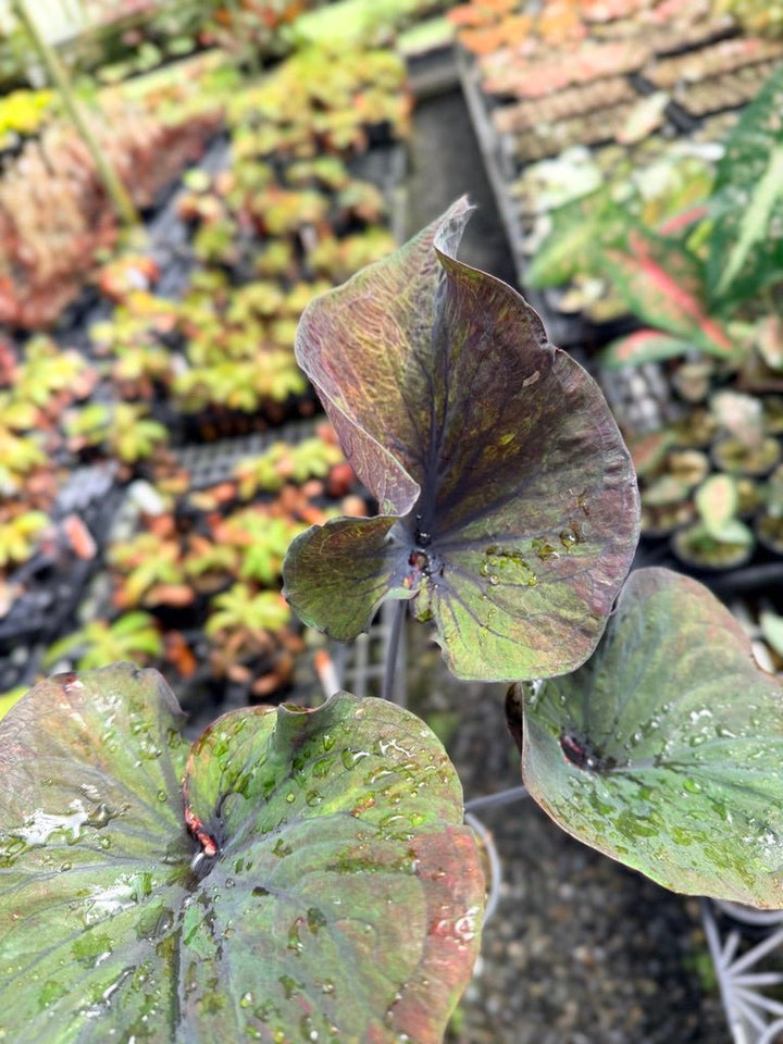Handpicked 55 - Caladium Bicolor NOID | Uprooted