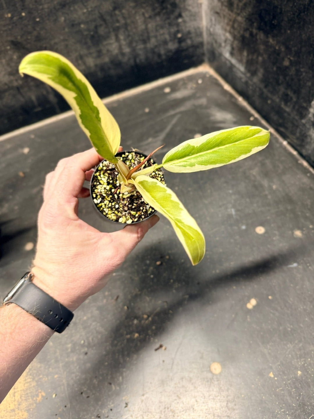 Handpicked 56 - Philodendron Serratum - Caramel Marble | Uprooted