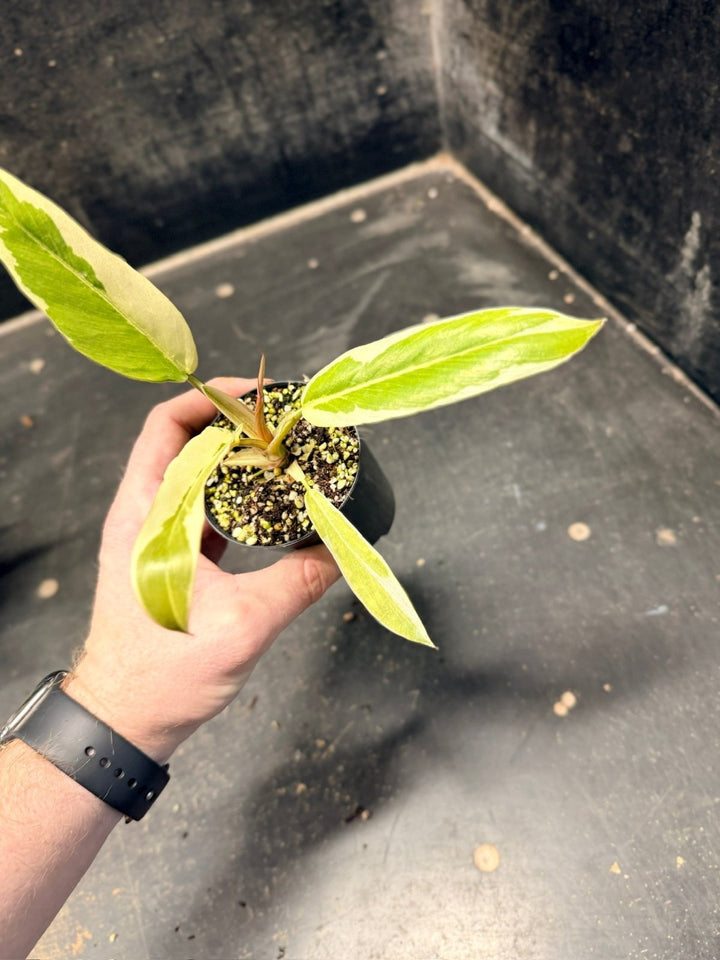 Handpicked 56 - Philodendron Serratum - Caramel Marble | Uprooted