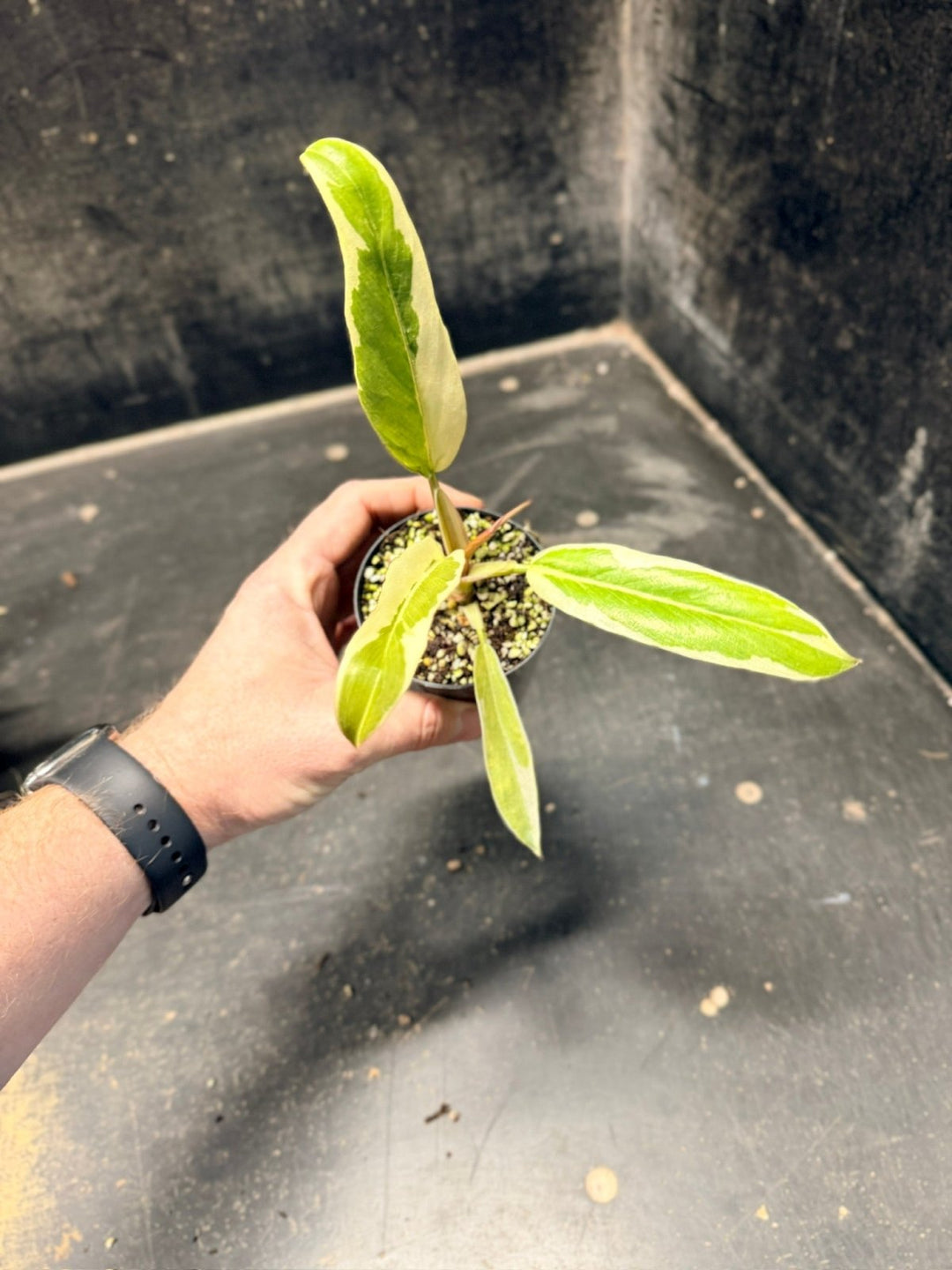 Handpicked 56 - Philodendron Serratum - Caramel Marble | Uprooted