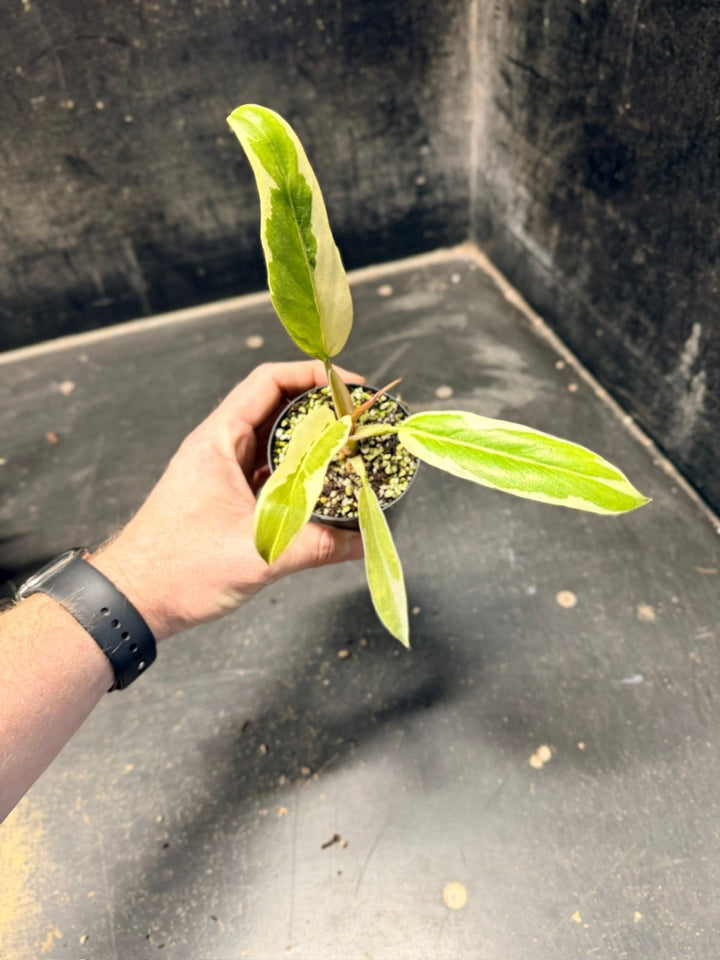 Handpicked 56 - Philodendron Serratum - Caramel Marble | Uprooted