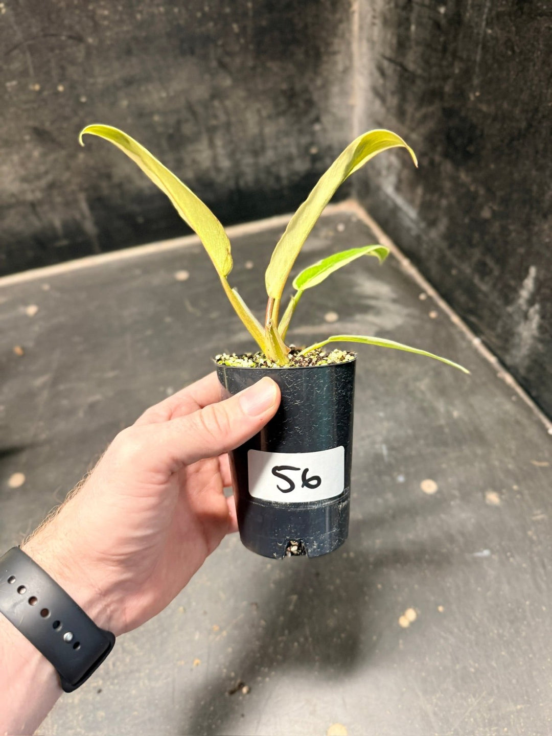 Handpicked 56 - Philodendron Serratum - Caramel Marble | Uprooted