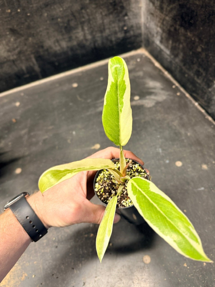 Handpicked 56 - Philodendron Serratum - Caramel Marble | Uprooted
