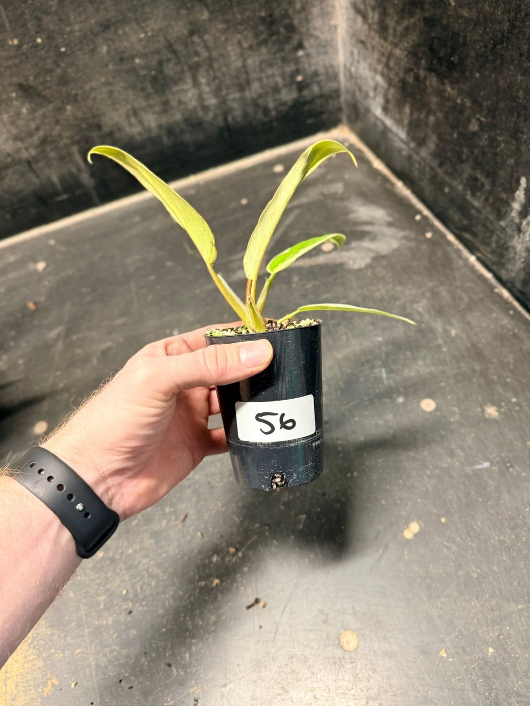 Handpicked 56 - Philodendron Serratum - Caramel Marble | Uprooted