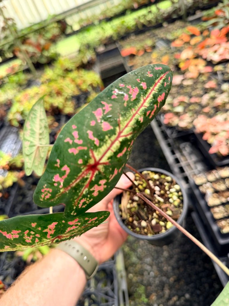 Handpicked 57 - Caladium Bicolor NOID | Uprooted