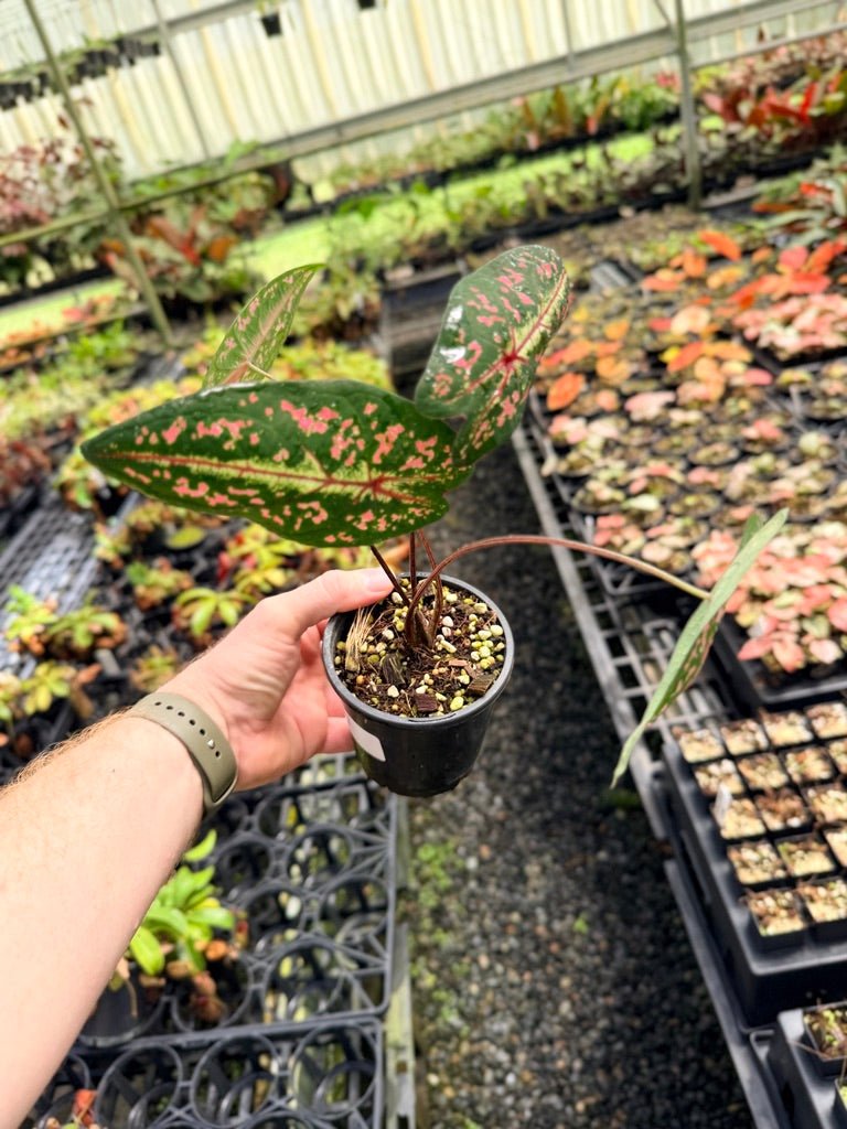 Handpicked 57 - Caladium Bicolor NOID | Uprooted