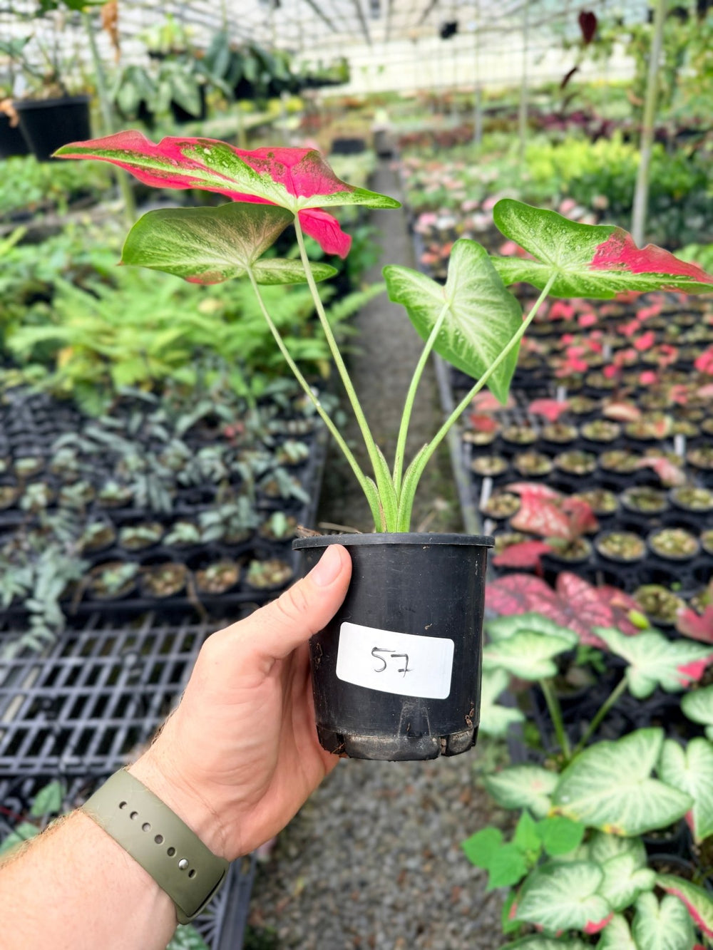 Handpicked 57 - Caladium Bicolor - Raspberry Splash | Uprooted