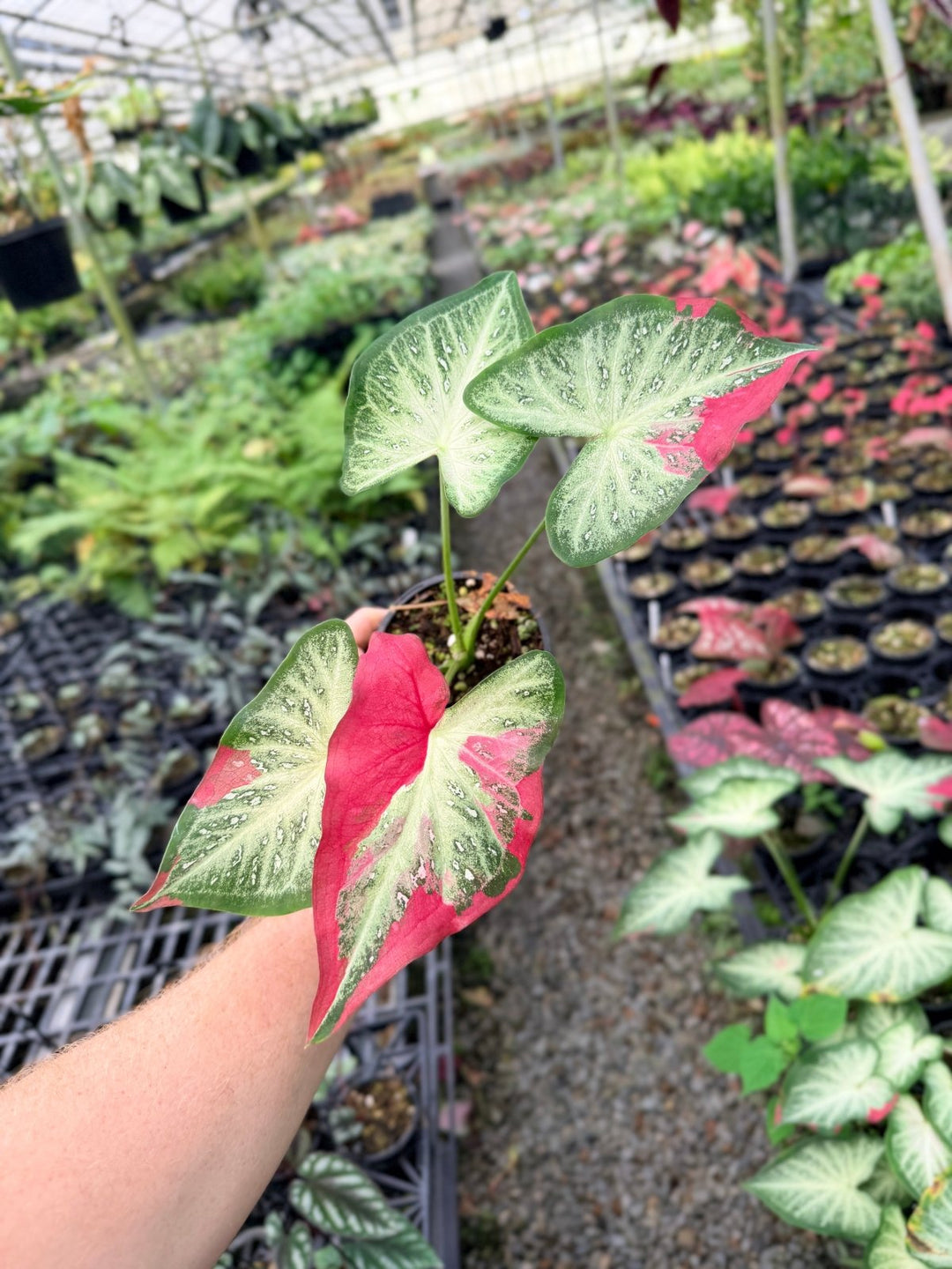Handpicked 57 - Caladium Bicolor - Raspberry Splash | Uprooted