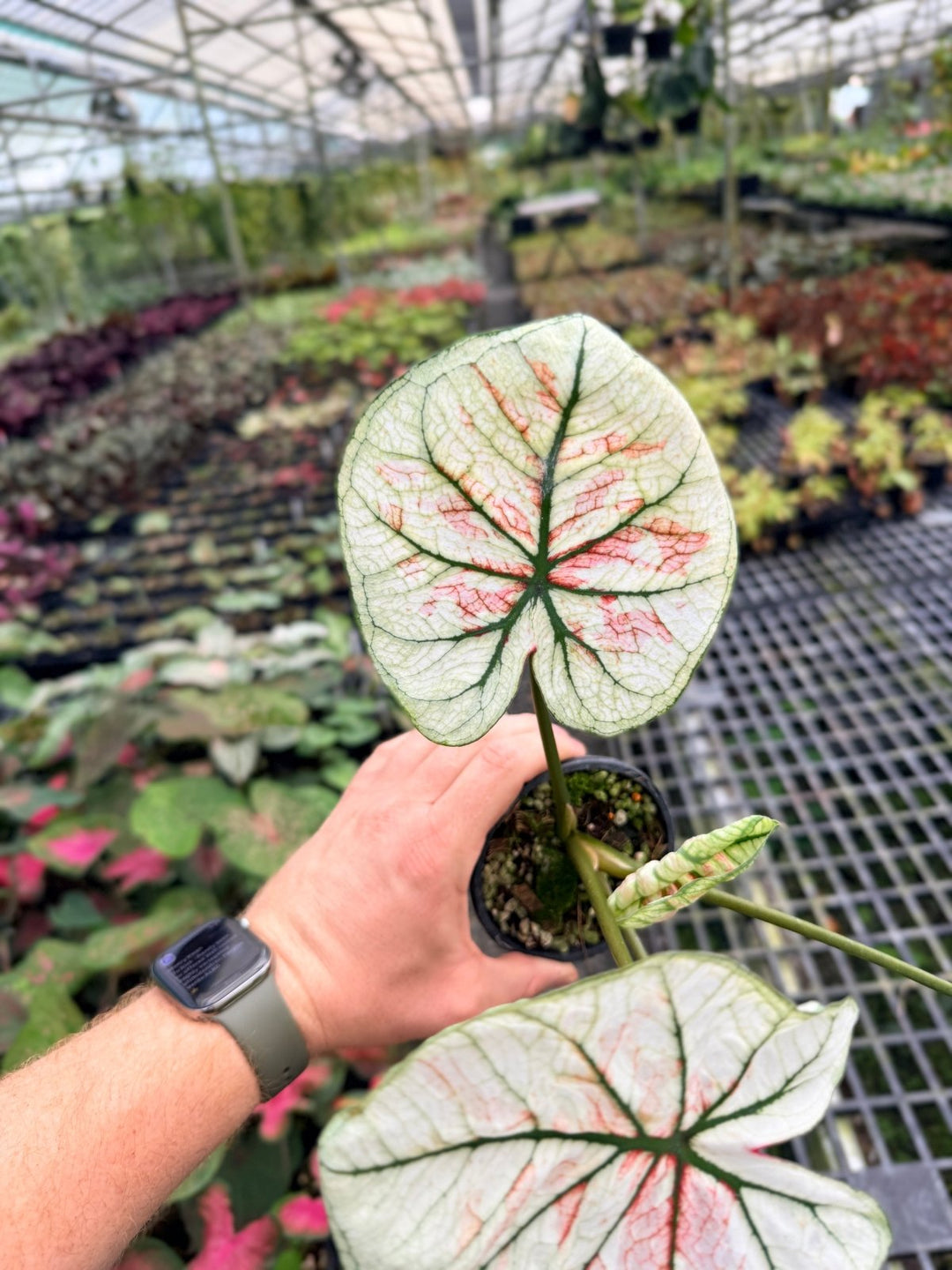 Handpicked 58 - Caladium Bicolor NOID | Uprooted
