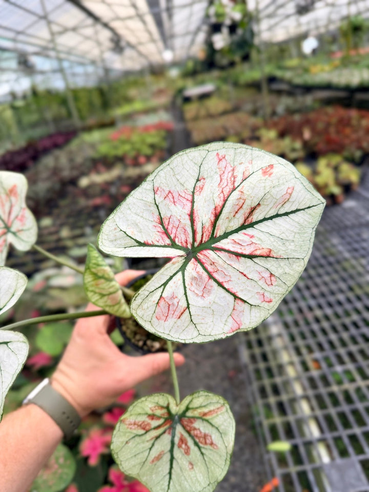 Handpicked 58 - Caladium Bicolor NOID | Uprooted