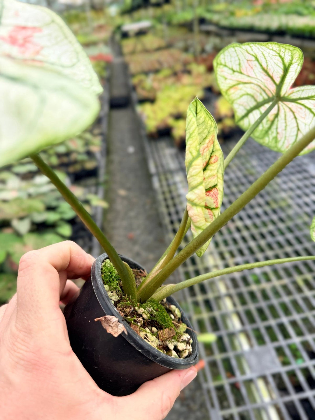 Handpicked 58 - Caladium Bicolor NOID | Uprooted