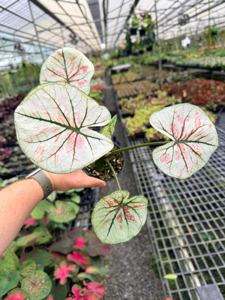 Handpicked 58 - Caladium Bicolor NOID | Uprooted
