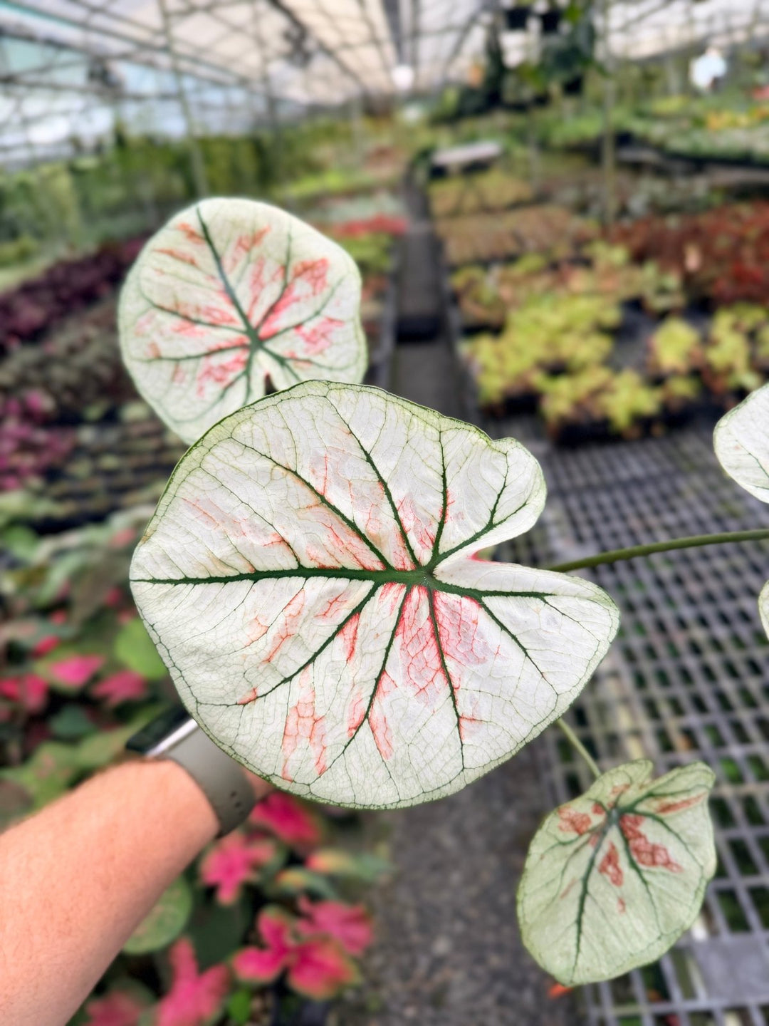Handpicked 58 - Caladium Bicolor NOID | Uprooted