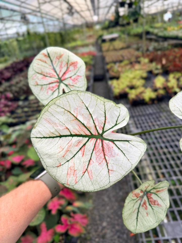 Handpicked 58 - Caladium Bicolor NOID | Uprooted