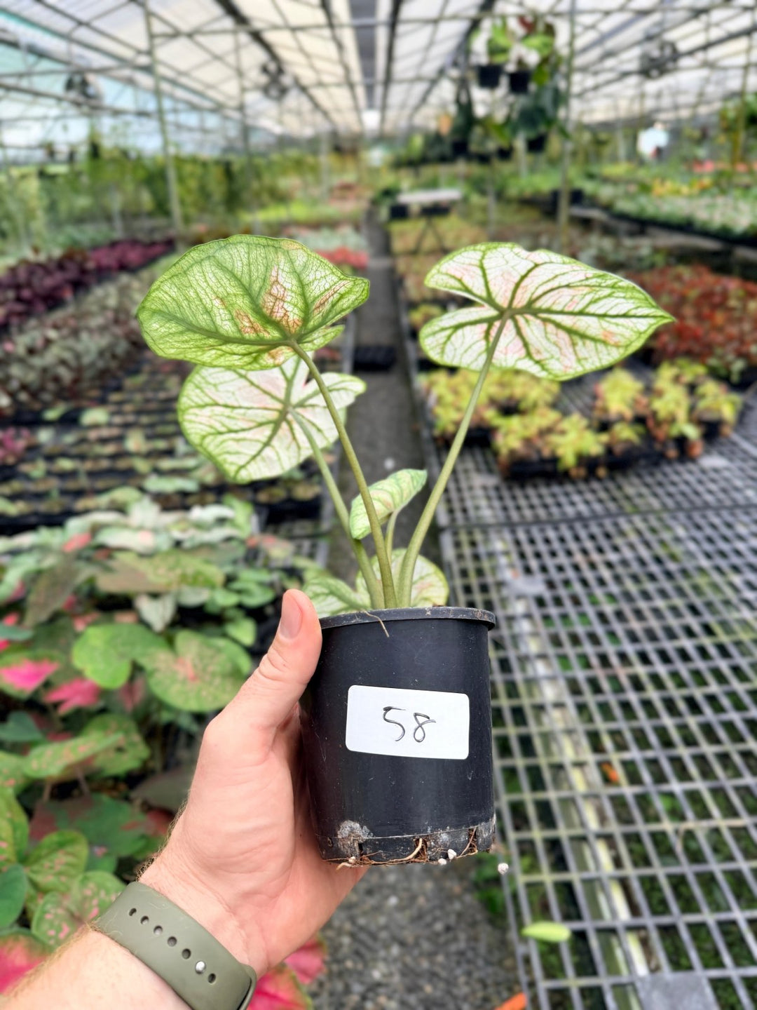 Handpicked 58 - Caladium Bicolor NOID | Uprooted