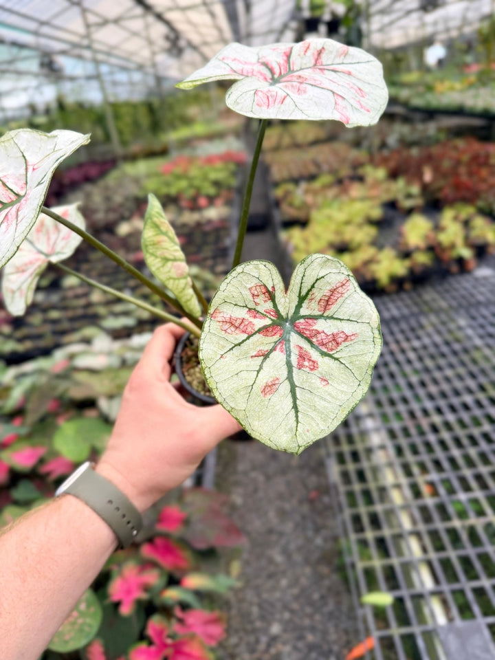 Handpicked 58 - Caladium Bicolor NOID | Uprooted