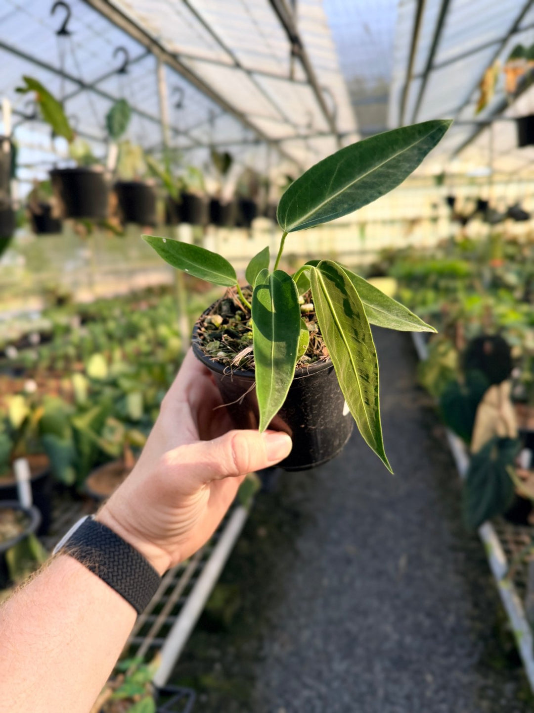 Handpicked 6 - Anthurium Warocqueanum Dark Form | Uprooted
