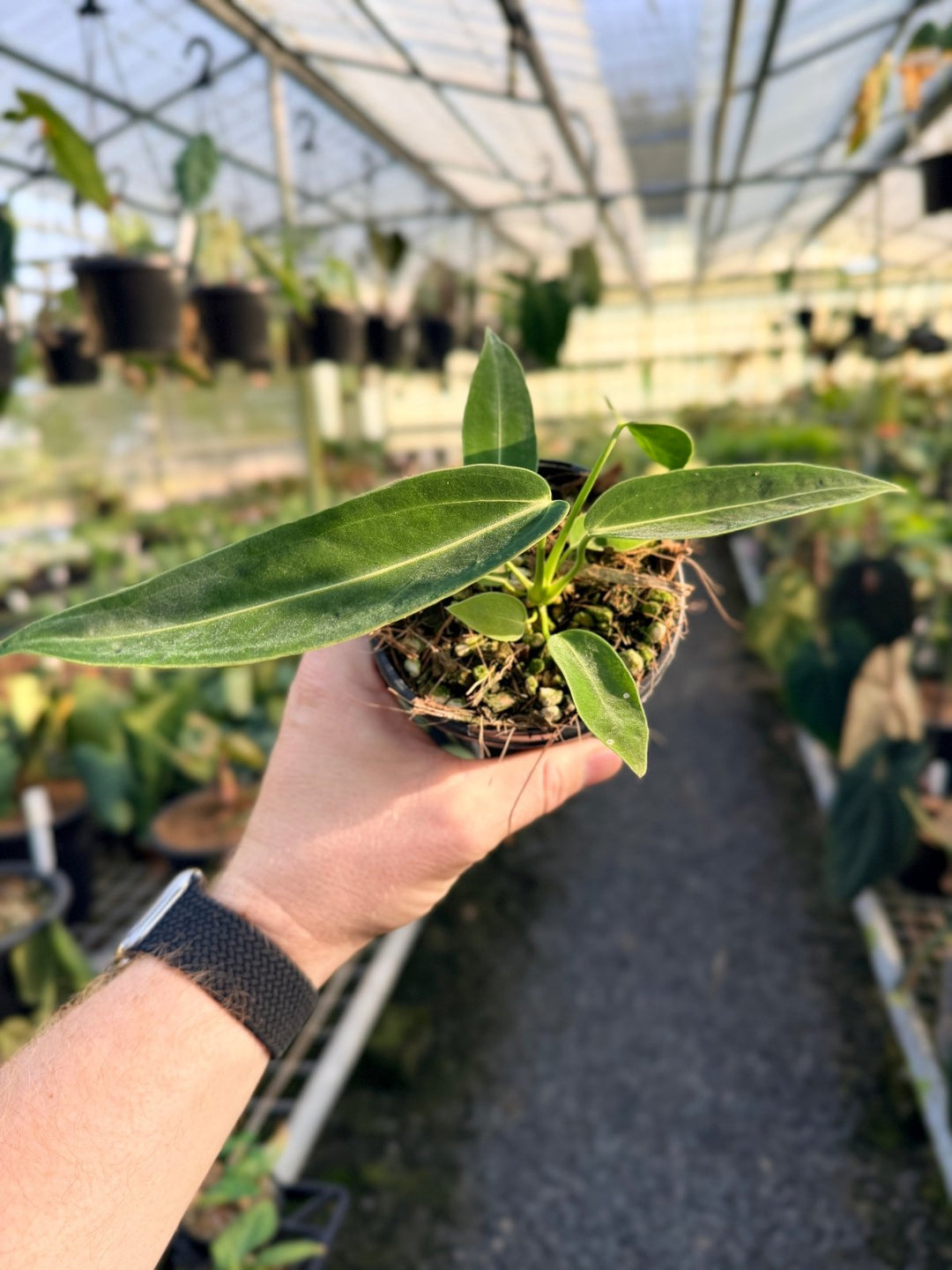 Handpicked 6 - Anthurium Warocqueanum Dark Form | Uprooted