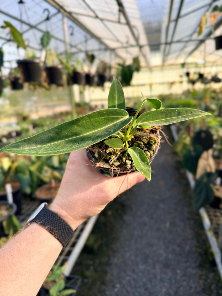 Handpicked 6 - Anthurium Warocqueanum Dark Form | Uprooted