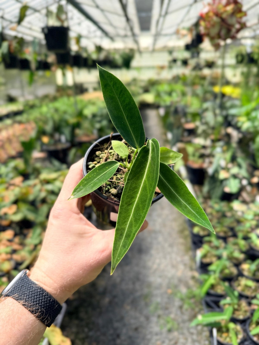 Handpicked 6 - Anthurium Warocqueanum Dark Form | Uprooted