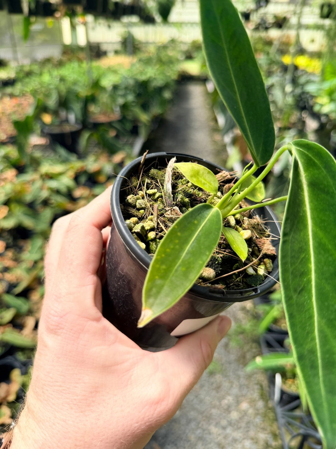Handpicked 6 - Anthurium Warocqueanum Dark Form | Uprooted